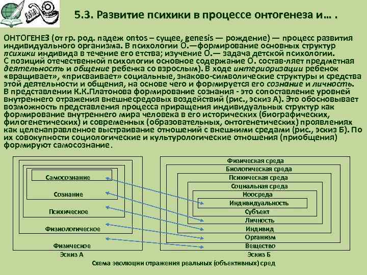 5. 3. Развитие психики в процессе онтогенеза и…. ОНТОГЕНЕЗ (от гр. род. падеж ontos