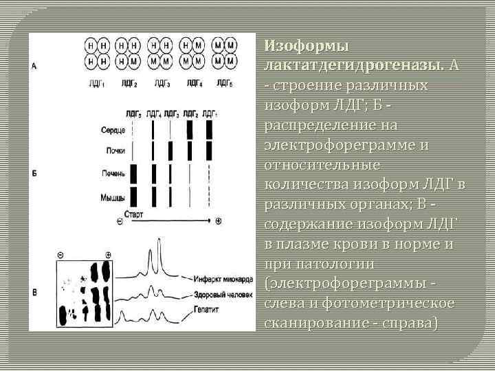 Изоформы лактатдегидрогеназы. А - строение различных изоформ ЛДГ; Б распределение на электрофореграмме и относительные