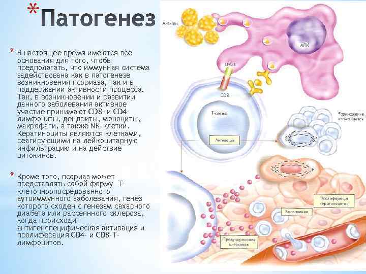 Псориаз иммунология схема