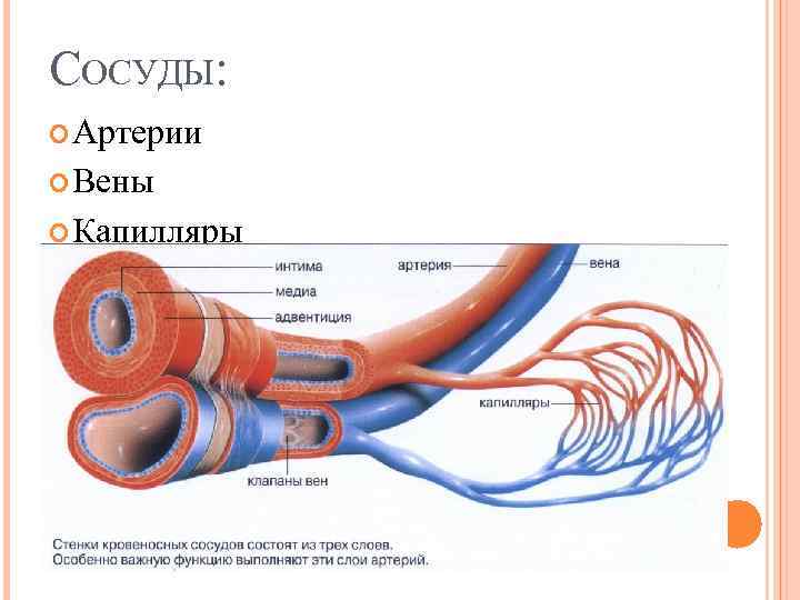 СОСУДЫ: Артерии Вены Капилляры 