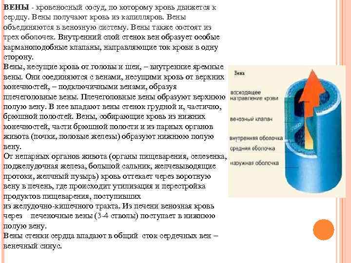 ВЕНЫ - кровеносный сосуд, по которому кровь движется к сердцу. Вены получают кровь из