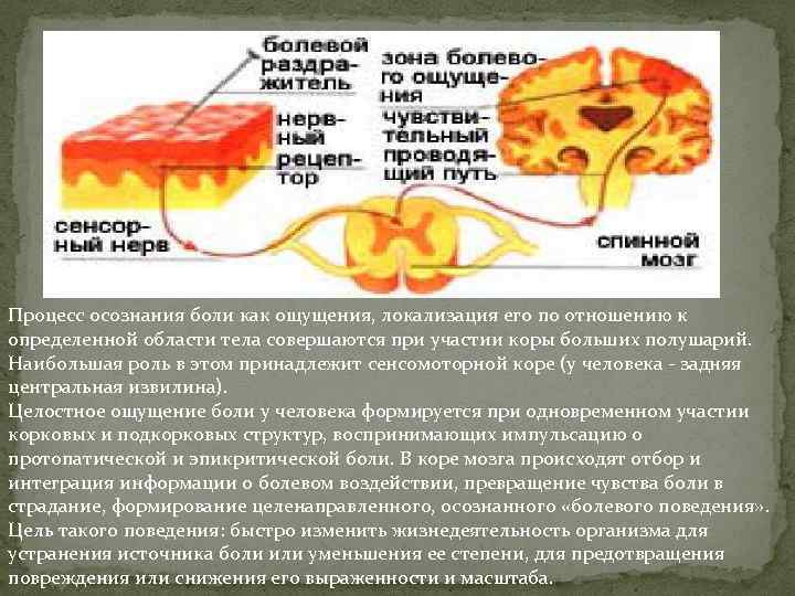 Процесс осознания боли как ощущения, локализация его по отношению к определенной области тела совершаются