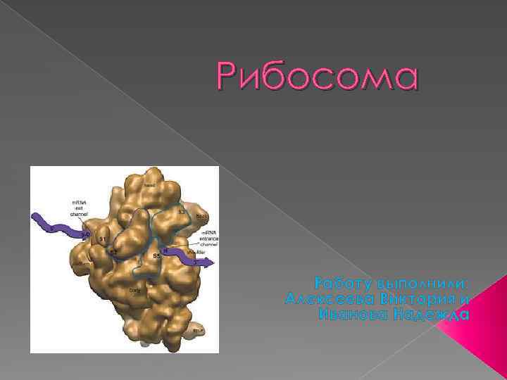Рибосома Работу выполнили: Алексеева Виктория и Иванова Надежда 