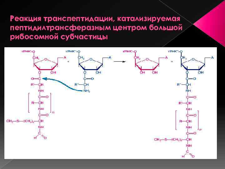 Реакция транспептидации, катализируемая пептидилтрансферазным центром большой рибосомной субчастицы 