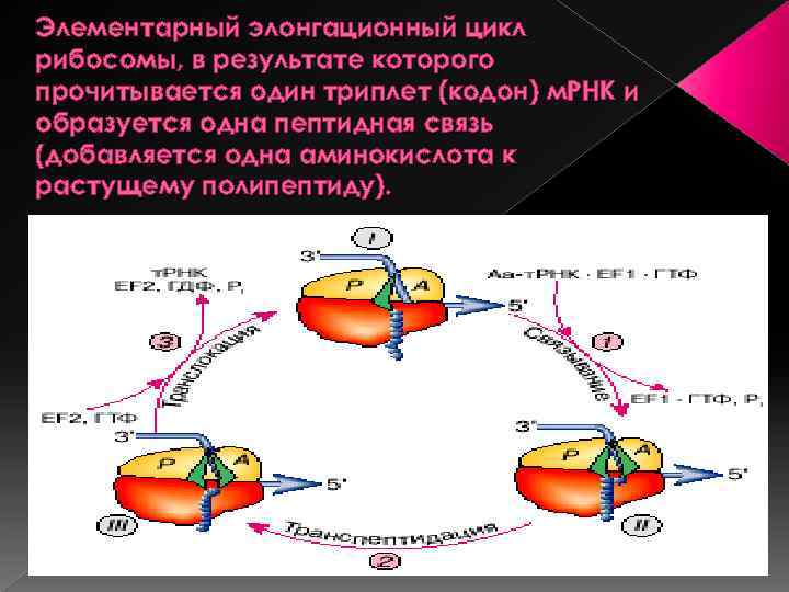 Элементарный элонгационный цикл рибосомы, в результате которого прочитывается один триплет (кодон) м. РНК и