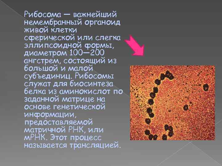 Клетка бактерий рибосомы. Рибосомы свободные и связанные. Рибосомы фото. Рибосомы в живой клетке. Рибосомы под микроскопом.