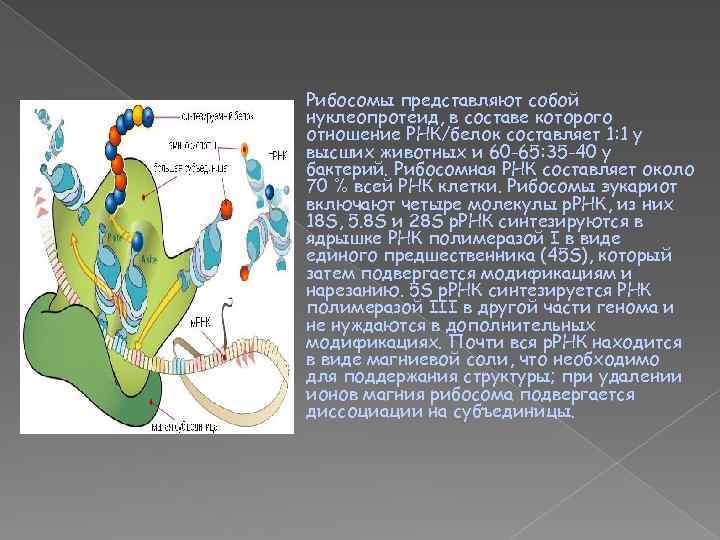 Рибосомы представляют собой нуклеопротеид, в составе которого отношение РНК/белок составляет 1: 1 у высших