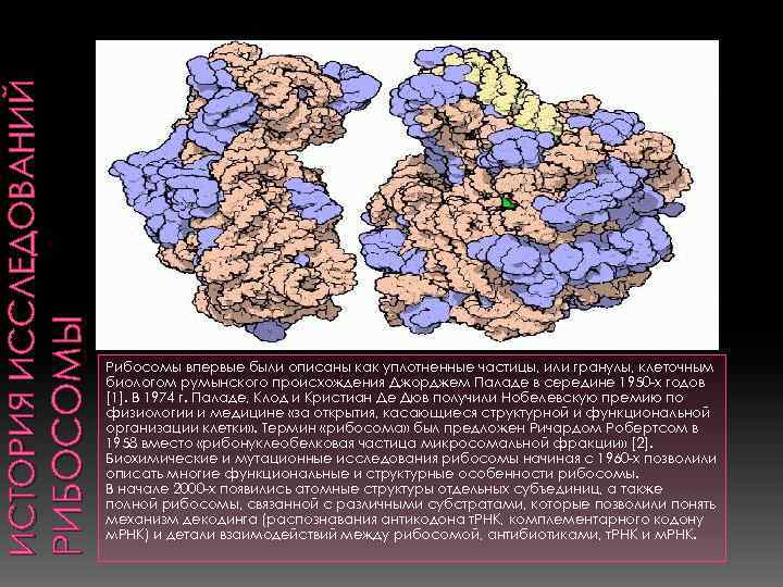 РИБОСОМЫ ИСТОРИЯ ИССЛЕДОВАНИЙ Рибосомы впервые были описаны как уплотненные частицы, или гранулы, клеточным биологом