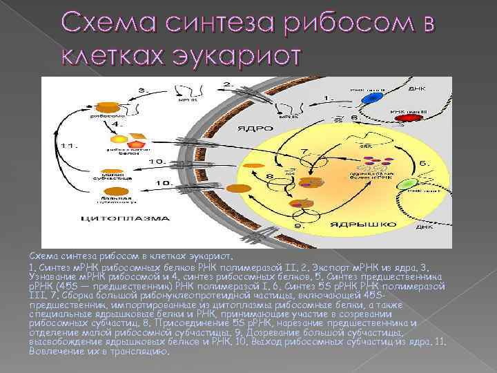 Синтез м