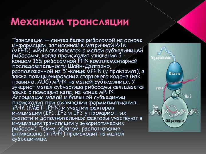 Механизм трансляции Трансляция — синтез белка рибосомой на основе информации, записанной в матричной РНК