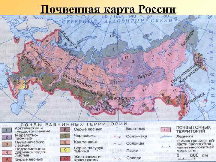 Почвенная карта России 