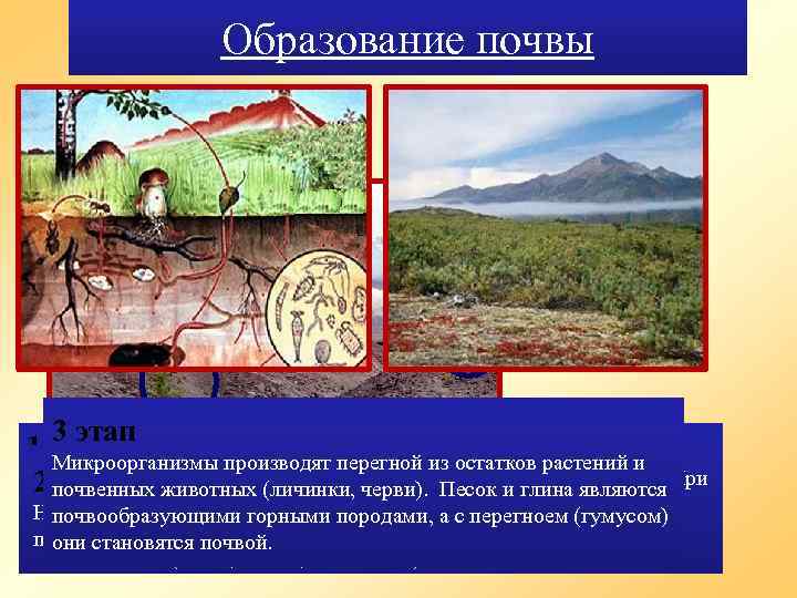 Образование почвы Процесс образования почвы идёт очень медленно, за 100 лет образуется слой почвы