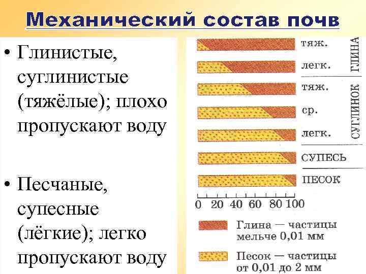 Механический состав почв • Глинистые, суглинистые (тяжёлые); плохо пропускают воду • Песчаные, супесные (лёгкие);
