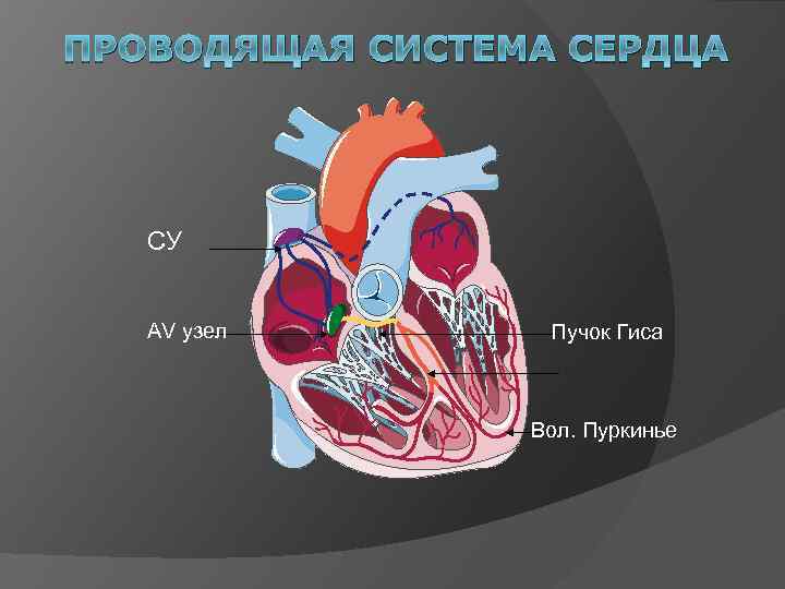 ПРОВОДЯЩАЯ СИСТЕМА СЕРДЦА СУ AV узел Пучок Гиса Вол. Пуркинье 