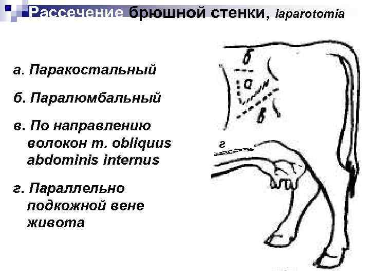 Кесарево сечение у коров презентация