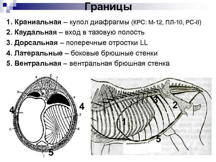 Границы 1. Краниальная – купол диафрагмы (КРС: М-12, ПЛ-10, РС-8) 2. Каудальная – вход