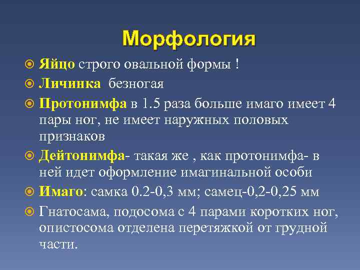 Морфология Яйцо строго овальной формы ! Личинка безногая Протонимфа в 1. 5 раза больше