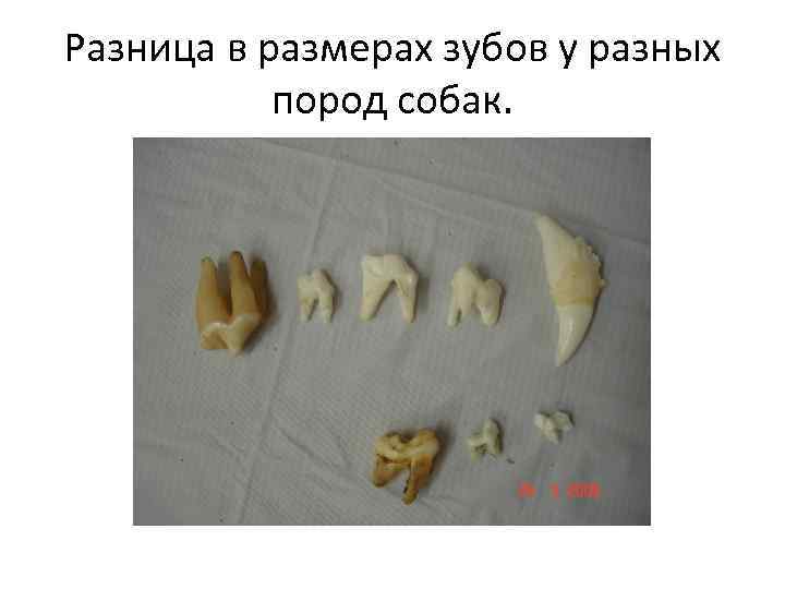 Разница в размерах зубов у разных пород собак. 