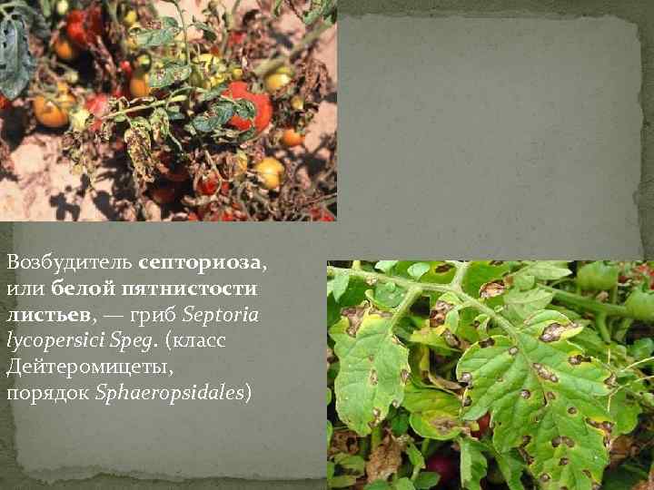 Возбудитель септориоза, или белой пятнистости листьев, — гриб Septoria lycopersici Speg. (класс Дейтеромицеты, порядок