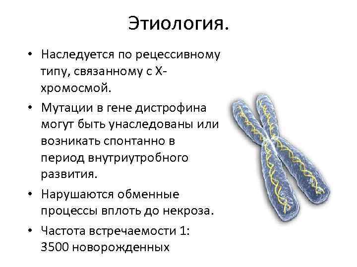 Этиология. • Наследуется по рецессивному типу, связанному с Ххромосмой. • Мутации в гене дистрофина