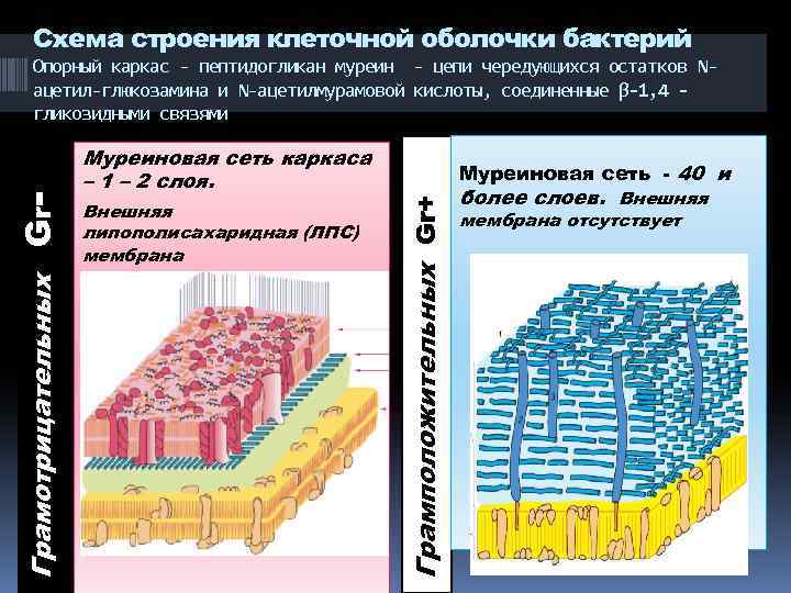 Схема строения клеточной оболочки бактерий Муреиновая сеть каркаса – 1 – 2 слоя. Внешняя