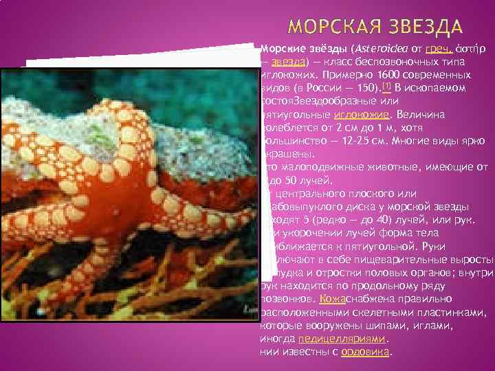 Доклад морские. Доклад про морскую звезду. Морская звезда описание. Сообщение о морской звезде. Проект на тему морские звезды.