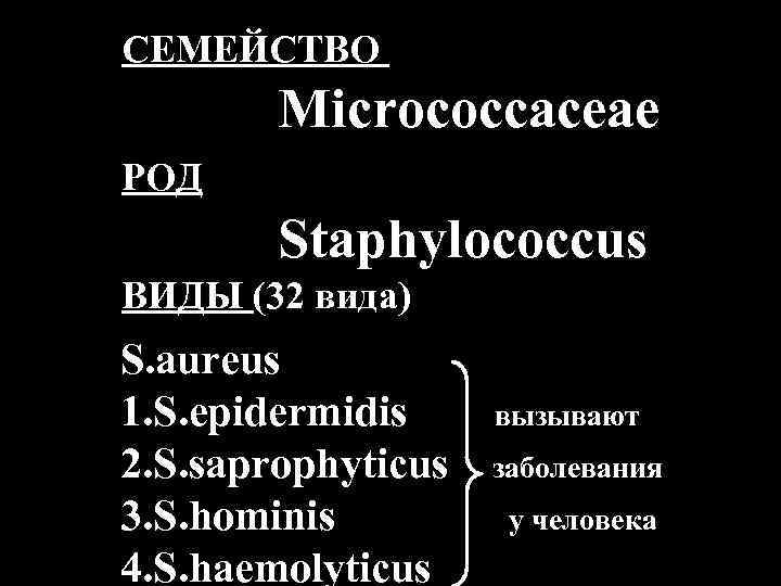 СЕМЕЙСТВО Micrococcaceae РОД Staphylococcus ВИДЫ (32 вида) S. aureus 1. S. epidermidis 2. S.