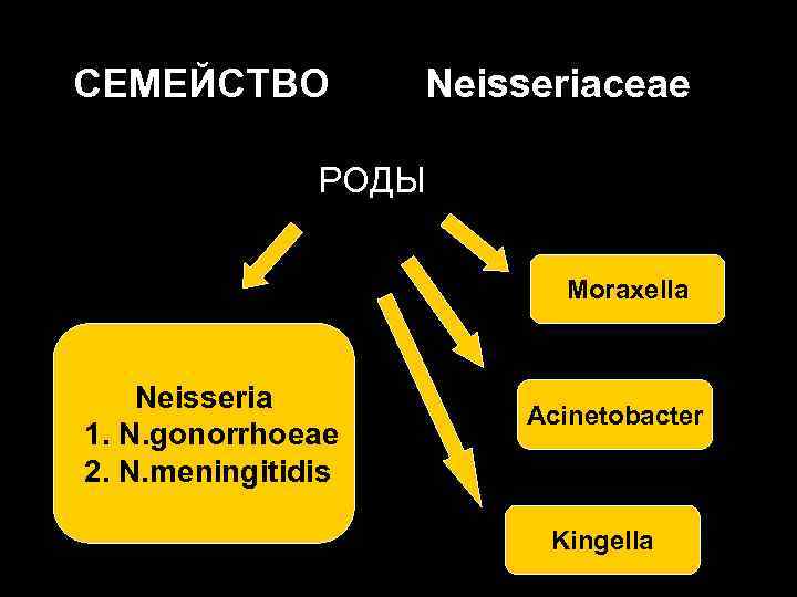 СЕМЕЙСТВО Neisseriaceae РОДЫ Moraxella Neisseria 1. N. gonorrhoeae 2. N. meningitidis Acinetobacter Kingella 