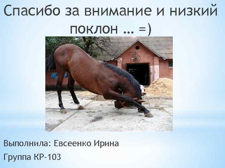 Спасибо за внимание и низкий поклон … =) Выполнила: Евсеенко Ирина Группа КР-103 