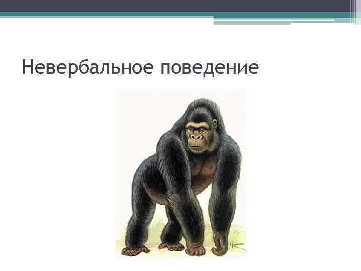 Невербальное поведение 