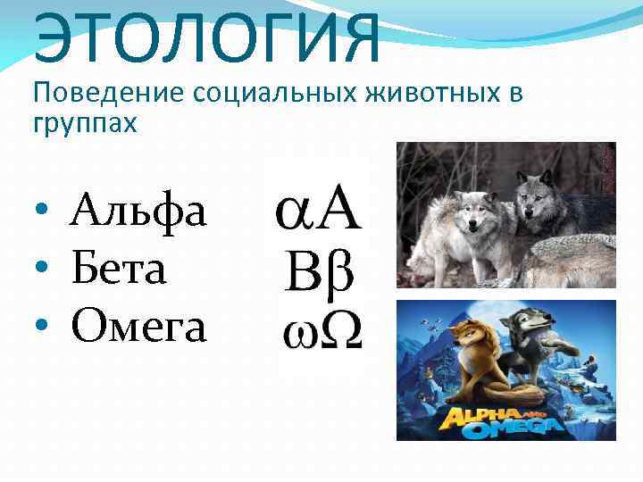 Тест на альф омег. Альфа бета Омега. Иерархия Альфа бета гамма Омега. Альфа бета гамма Омега самцы. Альфа самец и Омега.