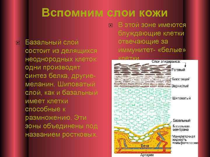 Вспомним слои кожи Базальный слой состоит из делящихся неоднородных клеток: одни производят синтез белка,