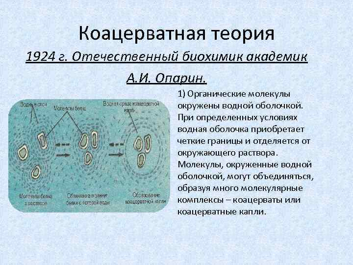 Коацерватная теория 1924 г. Отечественный биохимик академик А. И. Опарин. 1) Органические молекулы окружены