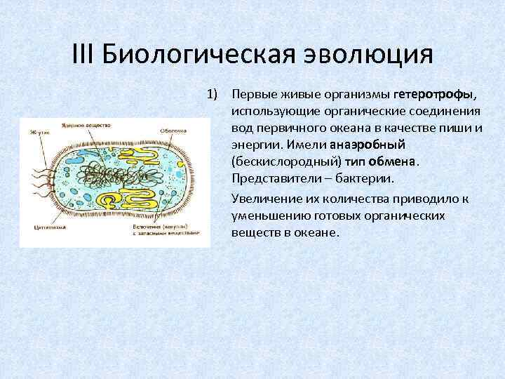 III Биологическая эволюция 1) Первые живые организмы гетеротрофы, использующие органические соединения вод первичного океана