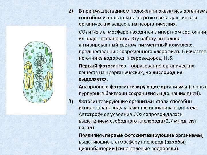 2) 3) В преимущественном положении оказались организмы способны использовать энергию света для синтеза органических