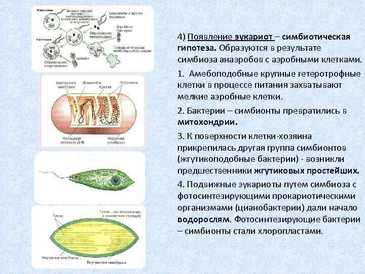 Гипотезы возникновения эукариот. Какие органоиды считаются симбионтами эукариотической клетки. Симбионтами эукариотической клетки считаются. Симбионты в клетке эукариот. Какие органеллы считаются симбионтами эукариотической клетки.