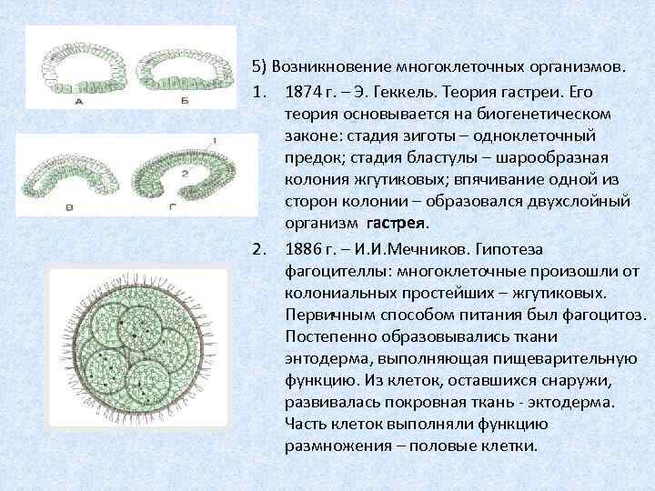 5) Возникновение многоклеточных организмов. 1. 1874 г. – Э. Геккель. Теория гастреи. Его теория