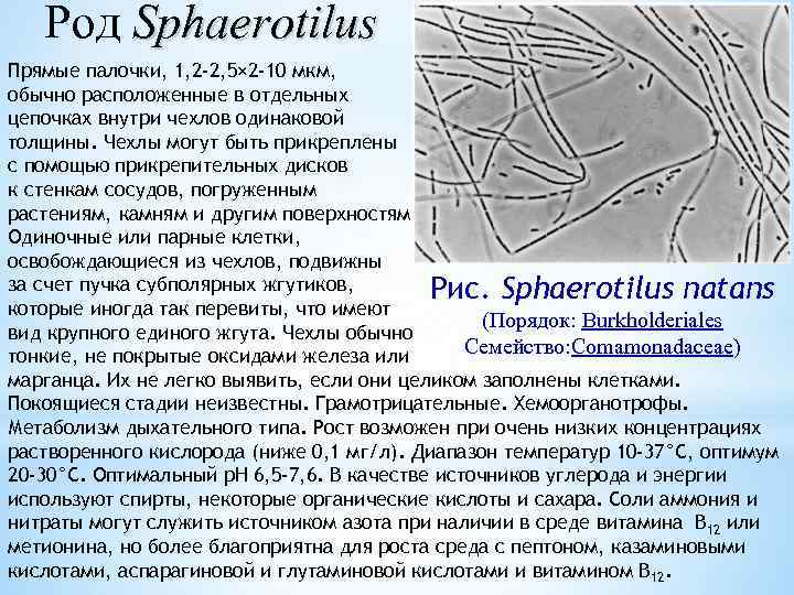  Род Sphaerotilus Прямые палочки, 1, 2 -2, 5× 2 -10 мкм, обычно расположенные