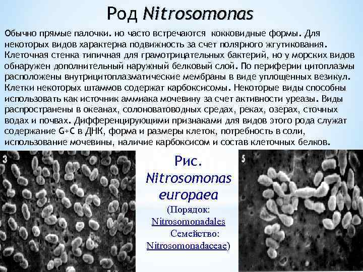 Род Nitrosomonas Обычно прямые палочки. но часто встречаются кокковидные формы. Для некоторых видов характерна