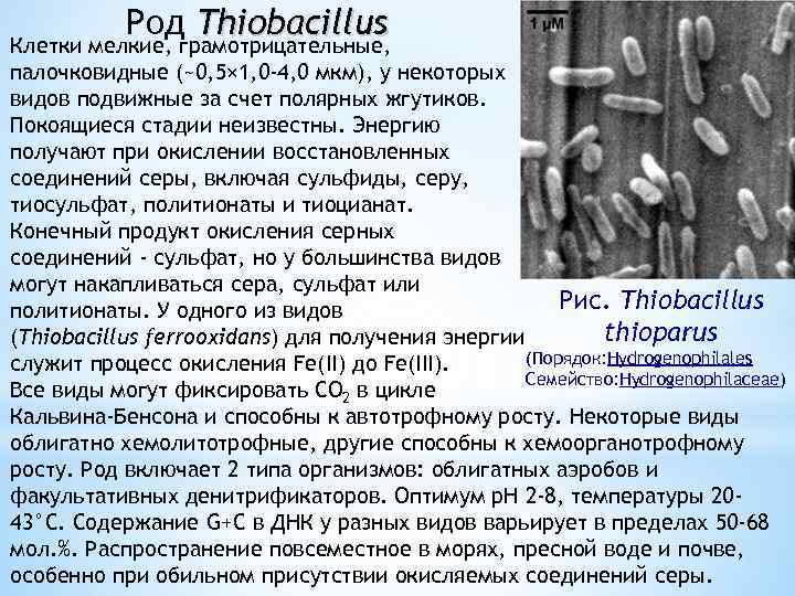 Род Thiobacillus Клетки мелкие, грамотрицательные, палочковидные (~0, 5× 1, 0 -4, 0 мкм), у