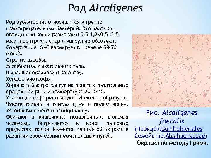 Роды бактерий. Alcaligenes род. Бактерии рода Alcaligenes. Протеобактерии и эубактерии. К грамотрицательным бактериям относят.