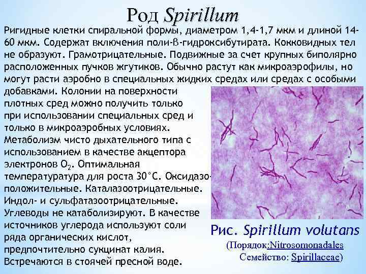 Род Spirillum Ригидные клетки спиральной формы, диаметром 1, 4 -1, 7 мкм и длиной