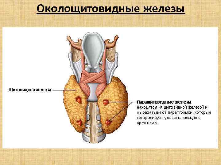 Щитовидная и паращитовидная железа фото