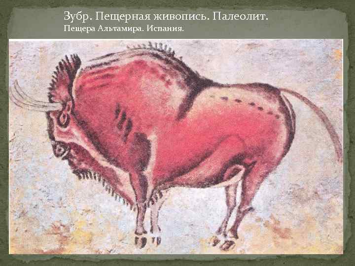 Зубр. Пещерная живопись. Палеолит. Пещера Альтамира. Испания. 