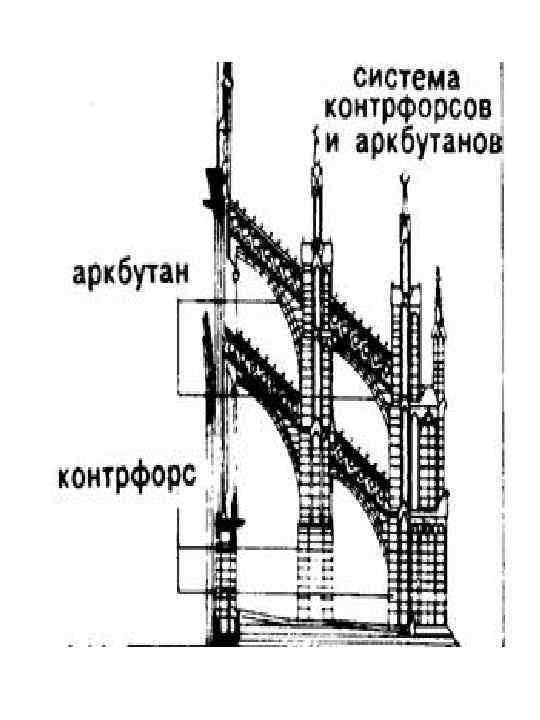 Схема контрфорсов анатомия