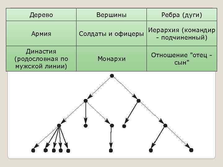 Диаметр дерева это количество ребер максимальной цепи. Терминальные вершины дерева. Графы вершины и ребра. Вершины, ребра, дуги. Дерево в дискретной математике.
