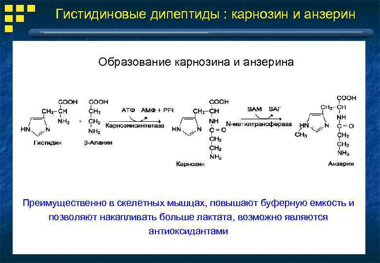 Гистидиновые дипептиды : карнозин и анзерин Образование карнозина и анзерина Преимущественно в скелетных мышцах,