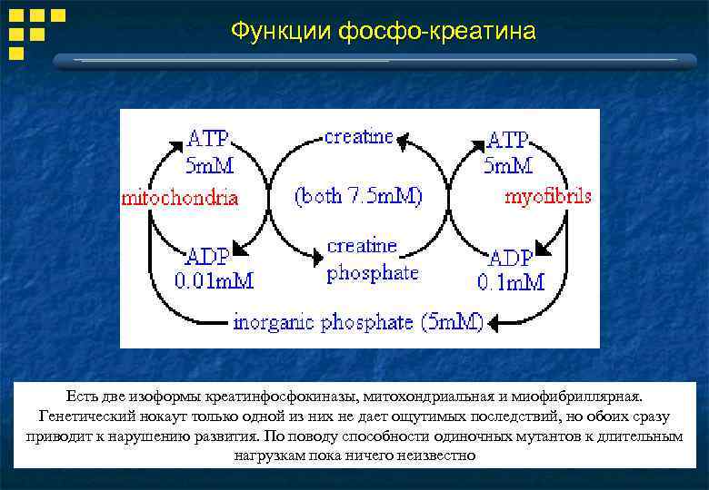 Функции фосфо-креатина Есть две изоформы креатинфосфокиназы, митохондриальная и миофибриллярная. Генетический нокаут только одной из