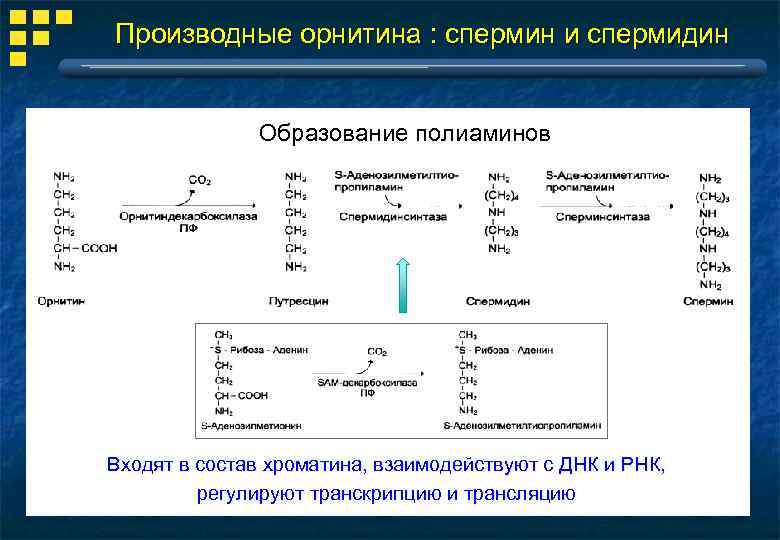 Производные орнитина : спермин и спермидин Образование полиаминов Входят в состав хроматина, взаимодействуют с