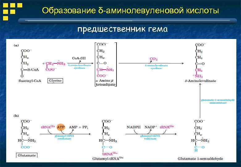 Образование δ-аминолевуленовой кислоты предшественник гема 